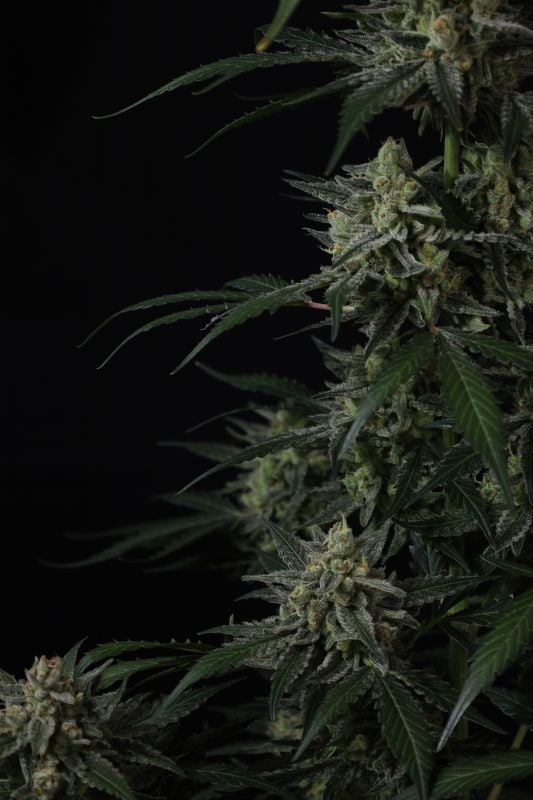 Instagram Banana Guava Auto