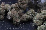 Instagram Mendo Cherry Cookies Auto™