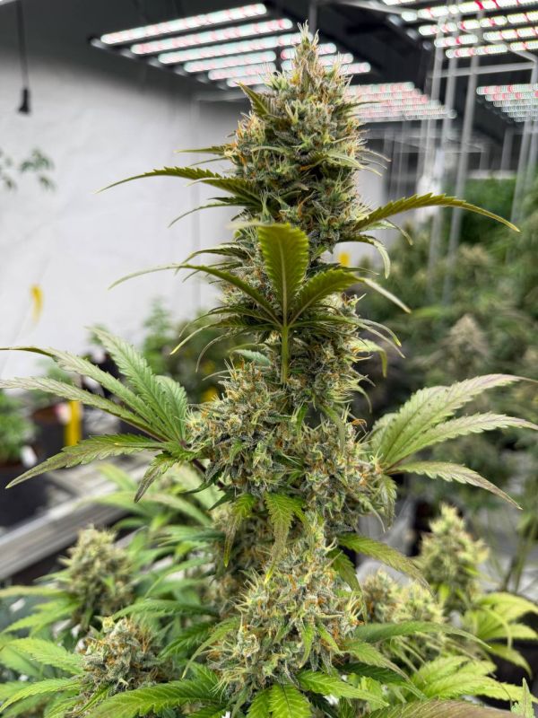 Instagram Chemdawg Auto