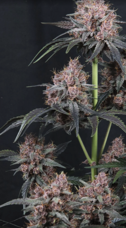 Instagram Cherry Cookies Trial Pack