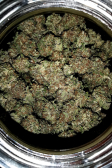 Instagram GG4 Sherbet FF
