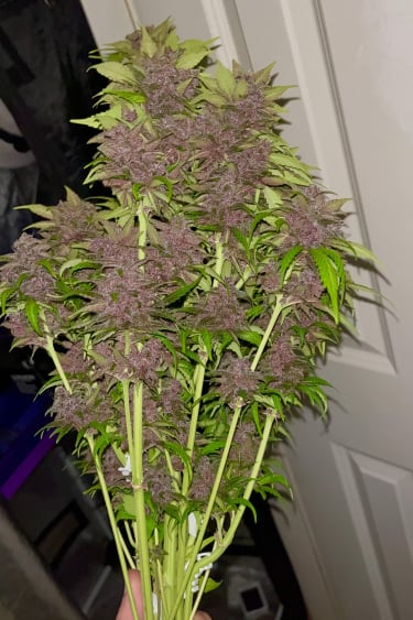 Instagram Fastberry Auto