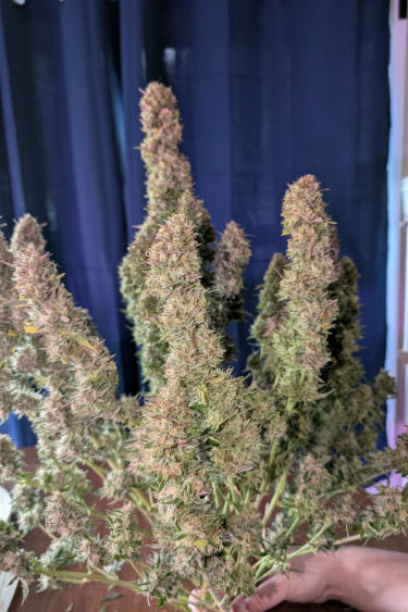 Instagram Guava Auto