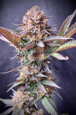 Instagram Purple Lemonade FF