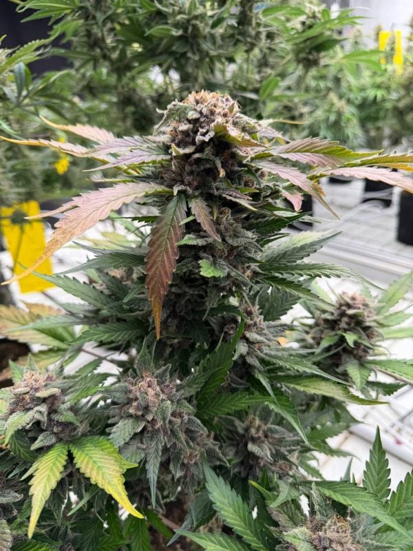 Instagram Sour Diesel Auto