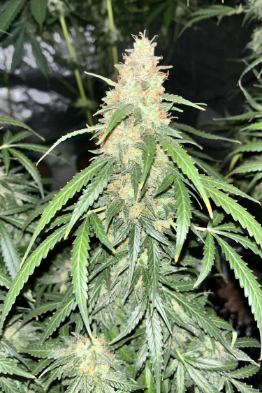 Instagram Gorilla Auto