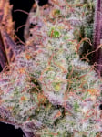 Instagram Gorilla Punch Auto