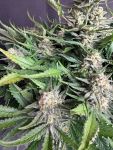 Instagram White Widow Auto