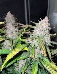 Instagram Papaya Cookies Auto™