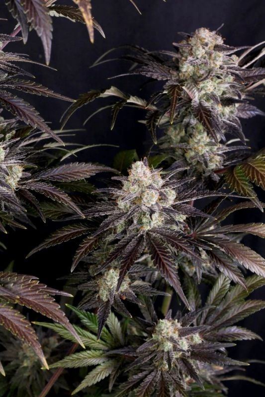 Instagram Strong Strains Trial Pack