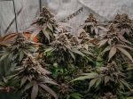 Instagram Papaya Sherbet™