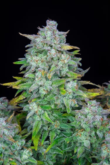 Instagram Afghan Kush Auto