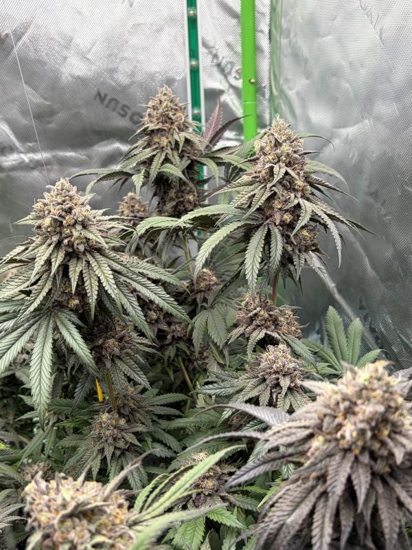 Instagram Lemon Cherry Runtz