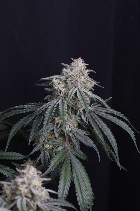 Instagram Garlic Mint Sherbet Auto