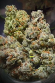 Instagram Gorilla Z Auto