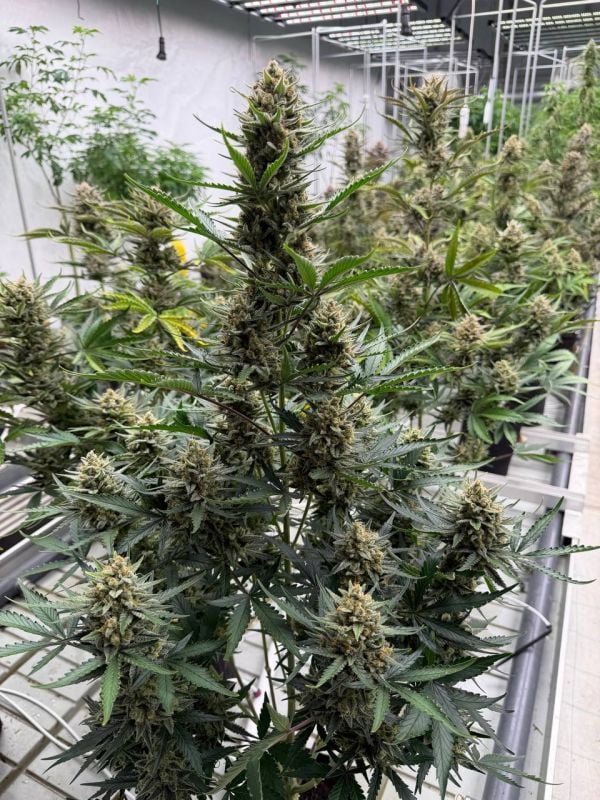 Instagram BubbleGum Auto