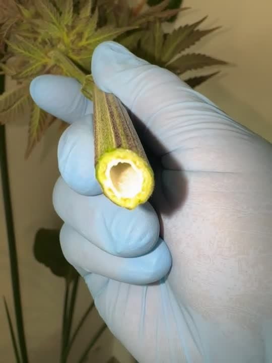 Banana Purple Punch Auto RF3 @valiotoro GD 1