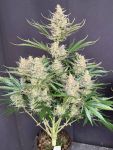 Instagram Big Bud Auto