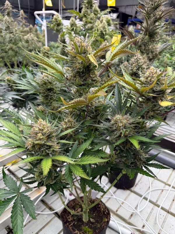 Instagram Chemdawg Auto