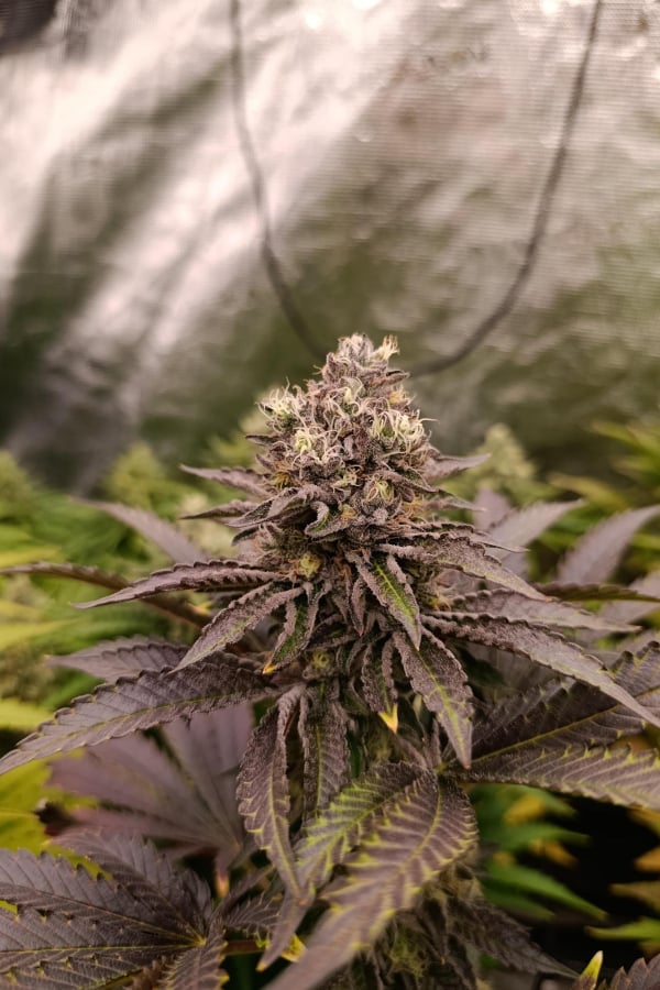 Instagram Biscotti Gelato