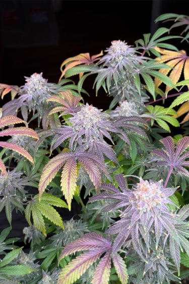 Instagram Lemon Mandarin