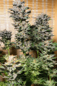 Instagram Gorilla Cookies FF