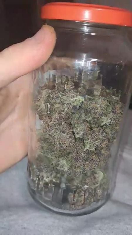 Purple Lemonade Auto @madeira3444 DIS 