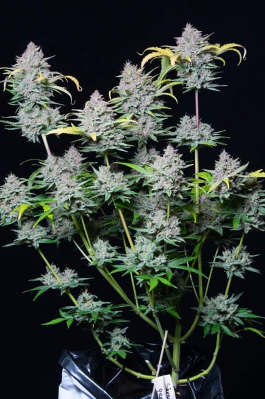 Instagram Strawberry Pie Auto