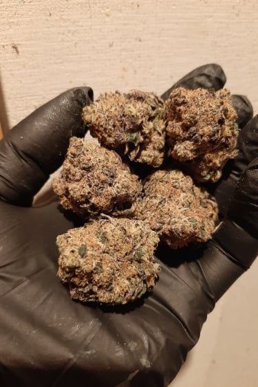 Instagram Rainbow Melon