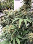 Instagram White Widow Auto