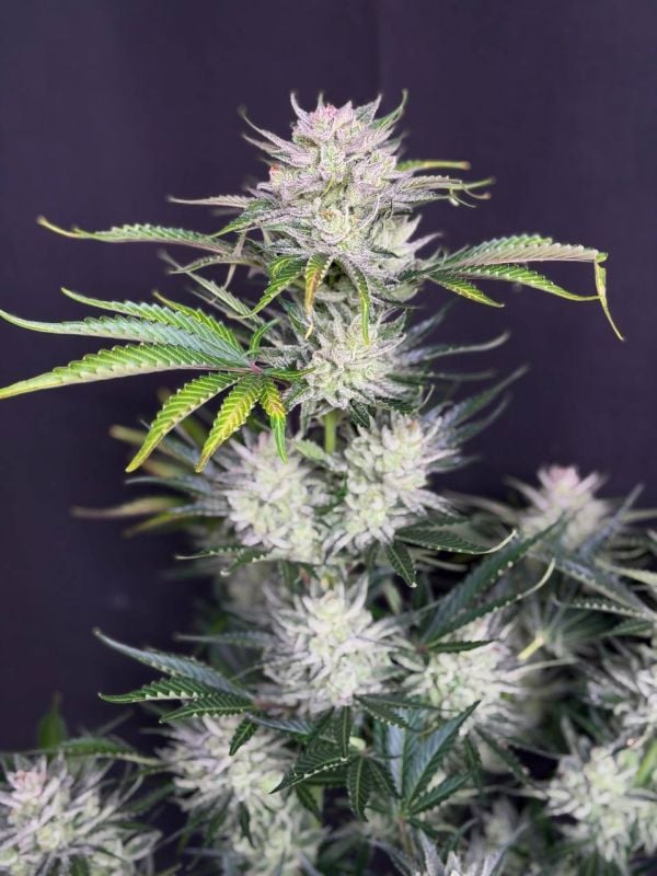 Instagram AK Auto