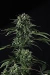 Instagram Banana Guava Auto™