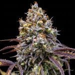 Instagram Banana Purple Punch Auto RF3™