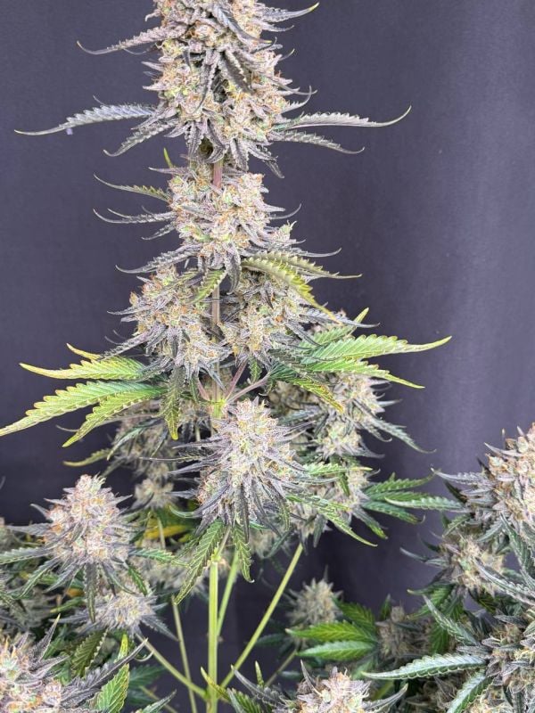 Instagram Afghan Kush Auto