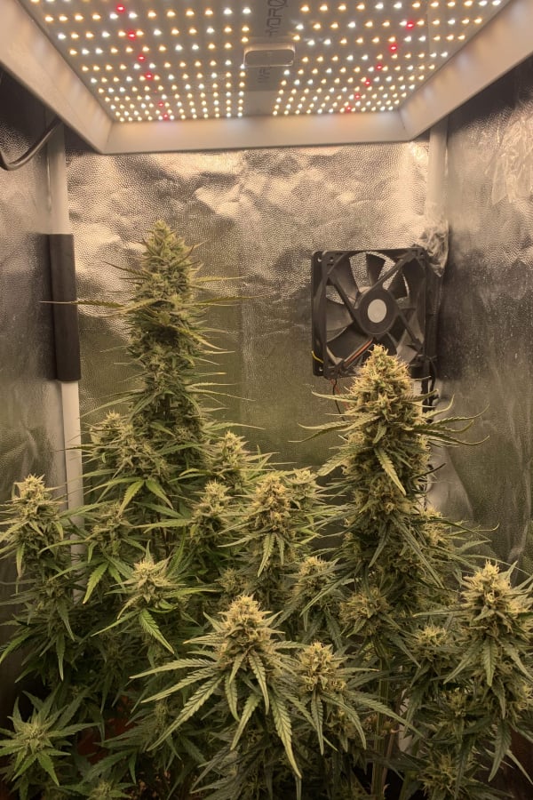 Buy Mix Pack Auto Cannabis Seeds | Fast Buds