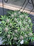 Instagram Lemon Cherry Cookies Auto