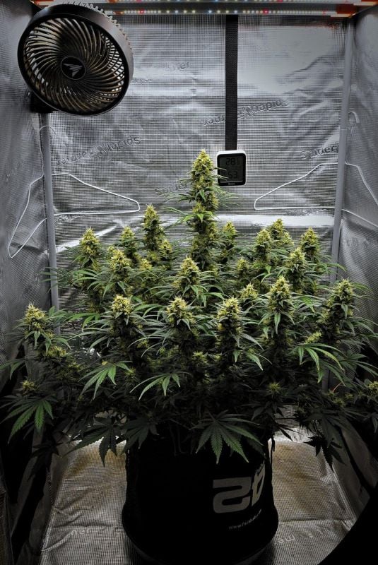 AUTO | Mendo Cherry Cookies Auto™