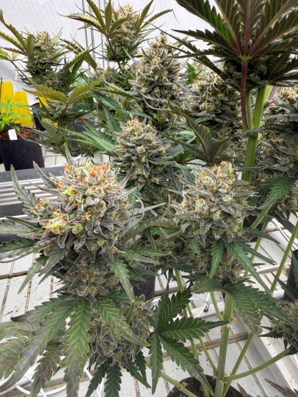 Instagram Chemdawg Auto