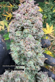 Instagram Gorilla Z Auto