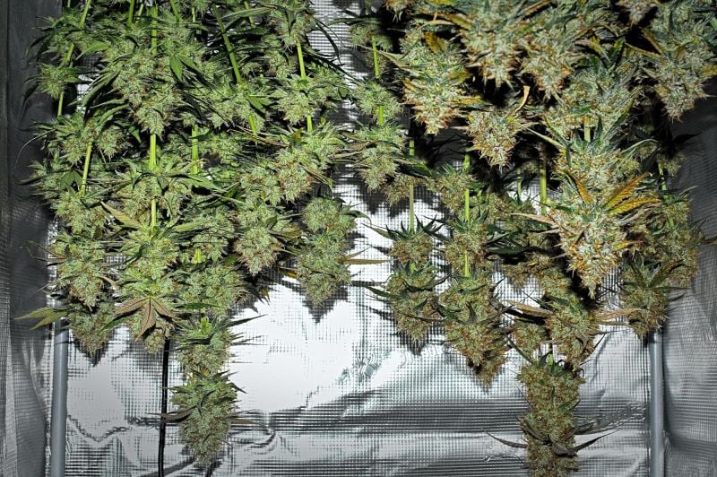 Instagram Guava Runtz Auto