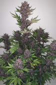 Instagram Blackberry Auto
