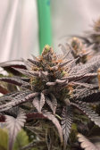 Instagram Purple Lemonade FF