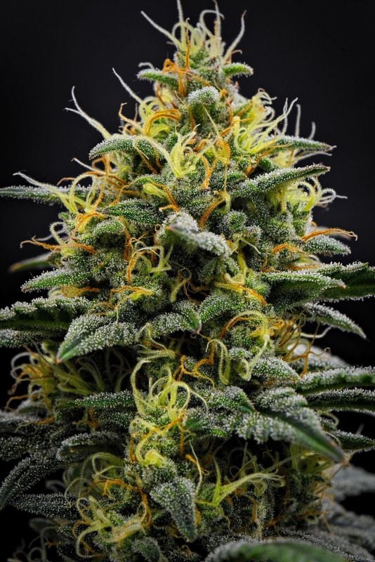 Instagram Mendo Cherry Cookies Auto