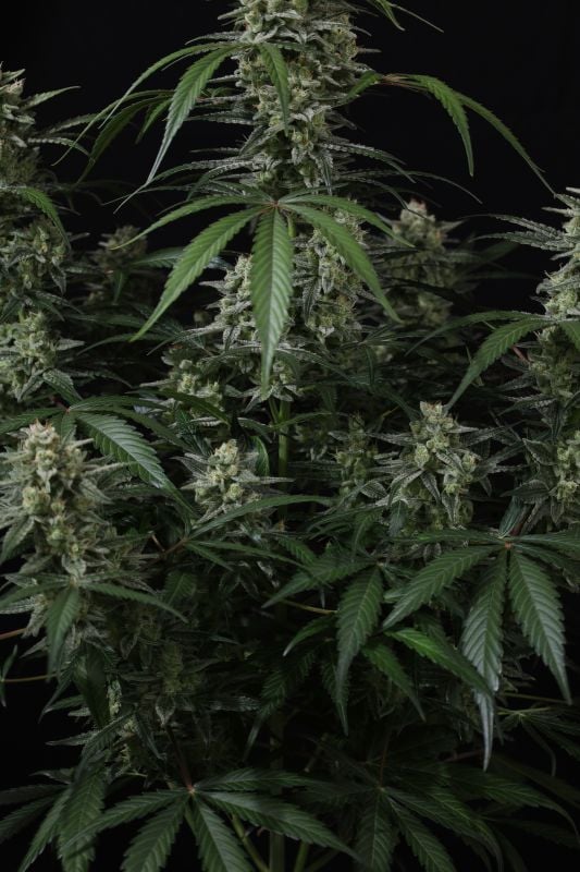 Instagram Banana Cherry Cookies Auto