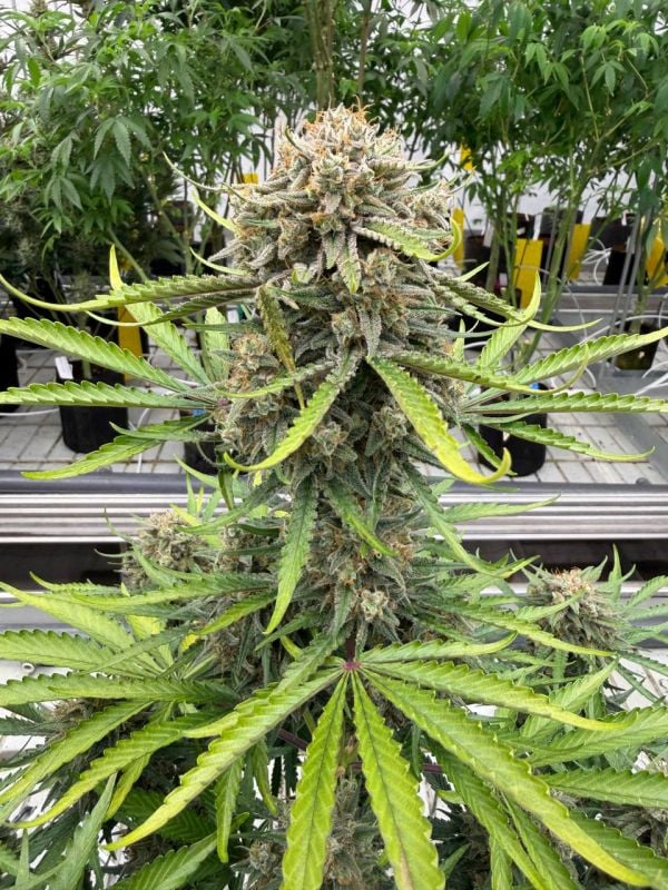Instagram Cinderella Auto