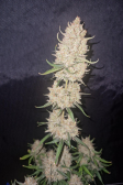 Instagram Gelato Auto