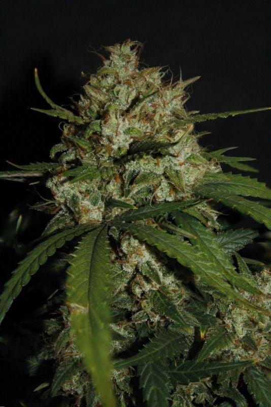 Instagram Super Boof Auto