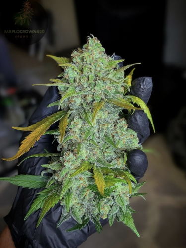 Instagram Stardawg Auto