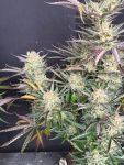 Instagram Blueberry Auto