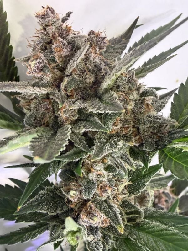 AUTO | Banana Purple Punch Auto